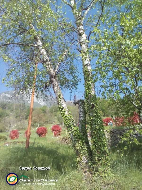 10 bella la primavera a mezza costa.jpg